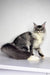 Fluffy Long-haired Maine Coon Kitten with a fluffy tail sitting proudly on a surface