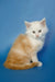 Fluffy white and orange Maine Coon kitten with big eyes, perfect for cuddles