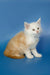 Fluffy White and cream Maine Coon kitten sitting upright, ready to play