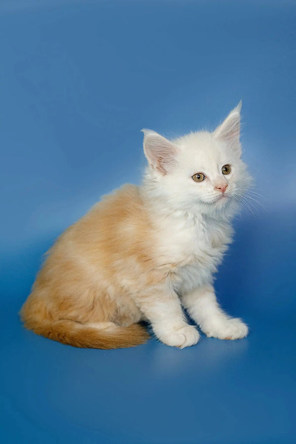 Fluffy White and cream Maine Coon kitten sitting upright, ready to play