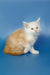 Fluffy white and orange Maine Coon kitten against a pretty blue backdrop