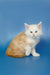 Fluffy Maine Coon kitten with light patches on a blue backdrop