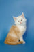 Fluffy Maine Coon kitten sitting upright, showcasing its adorable orange and white fur