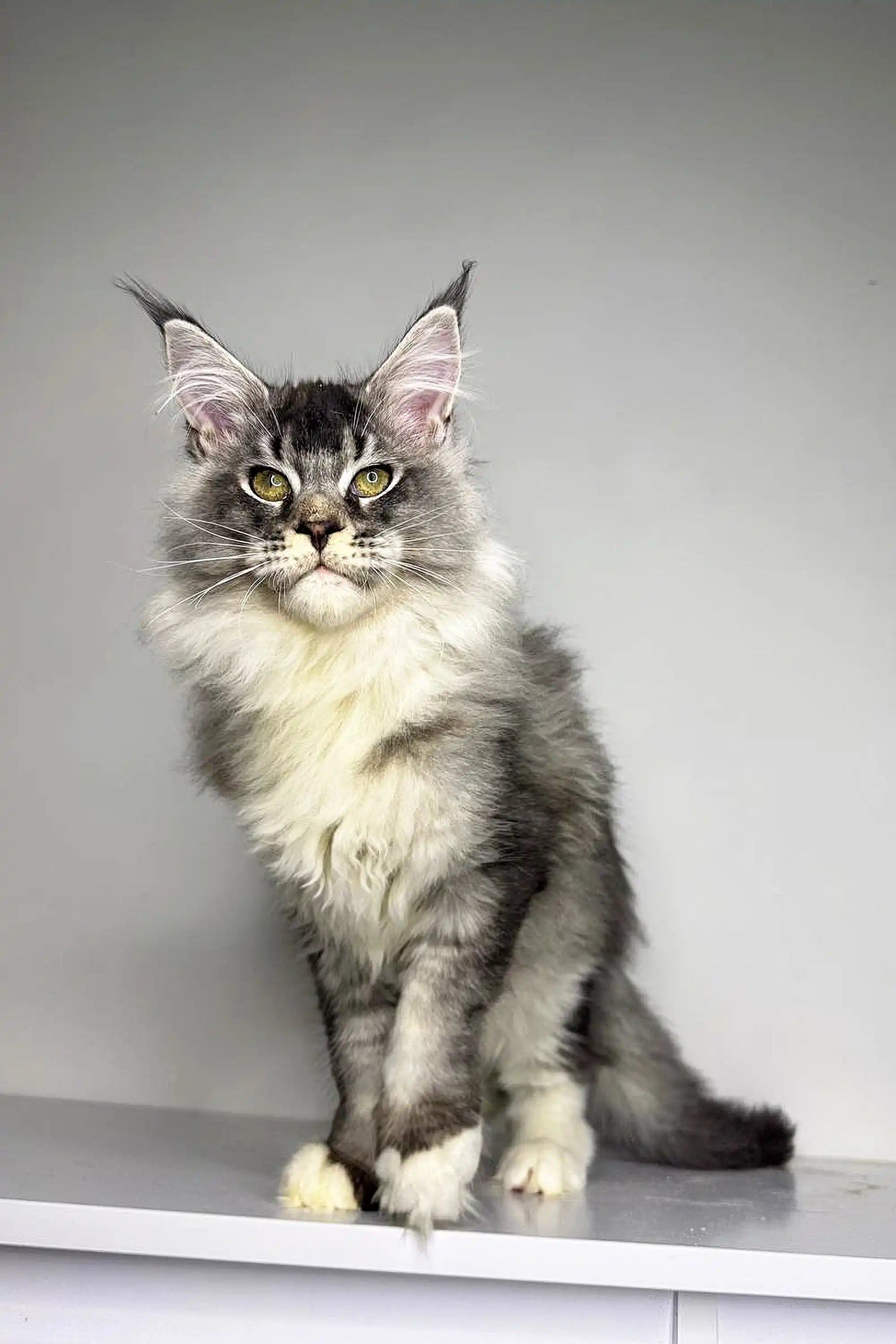 Maine Coon Kittens for Sale Neo | Kitten