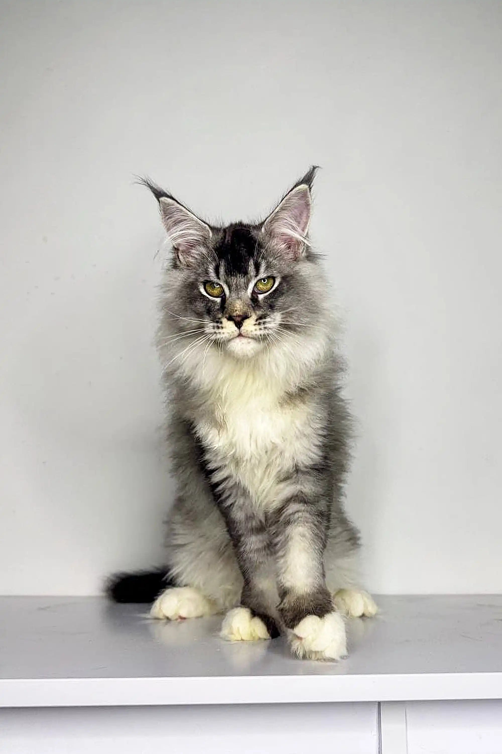 Maine Coon Kittens for Sale Neo | Kitten