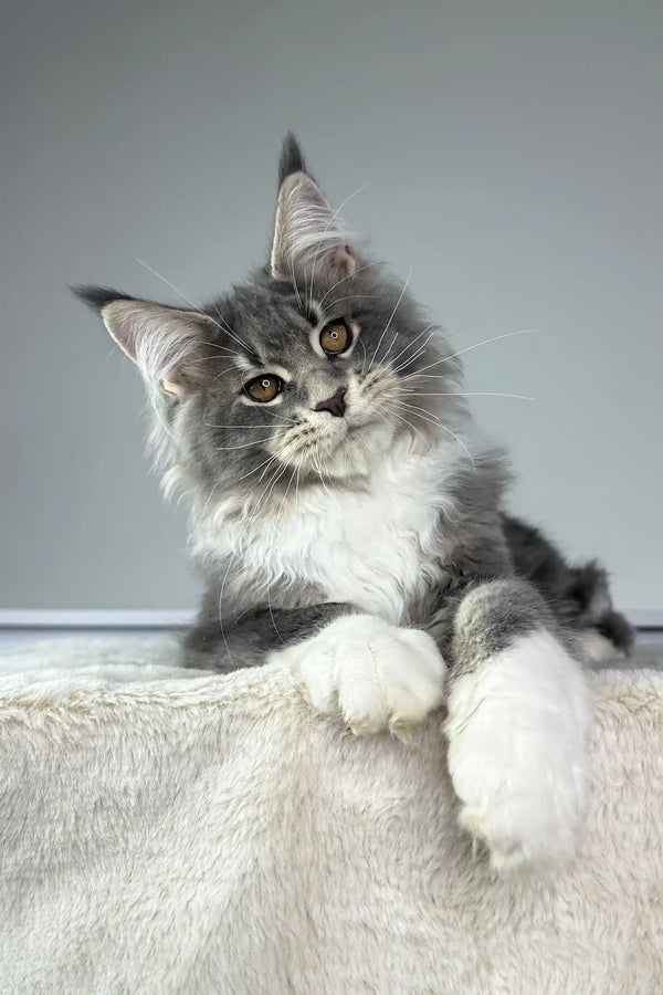 Fluffy grey and white Maine Coon cat lounging proudly in Neptune | Maine Coon Kitten