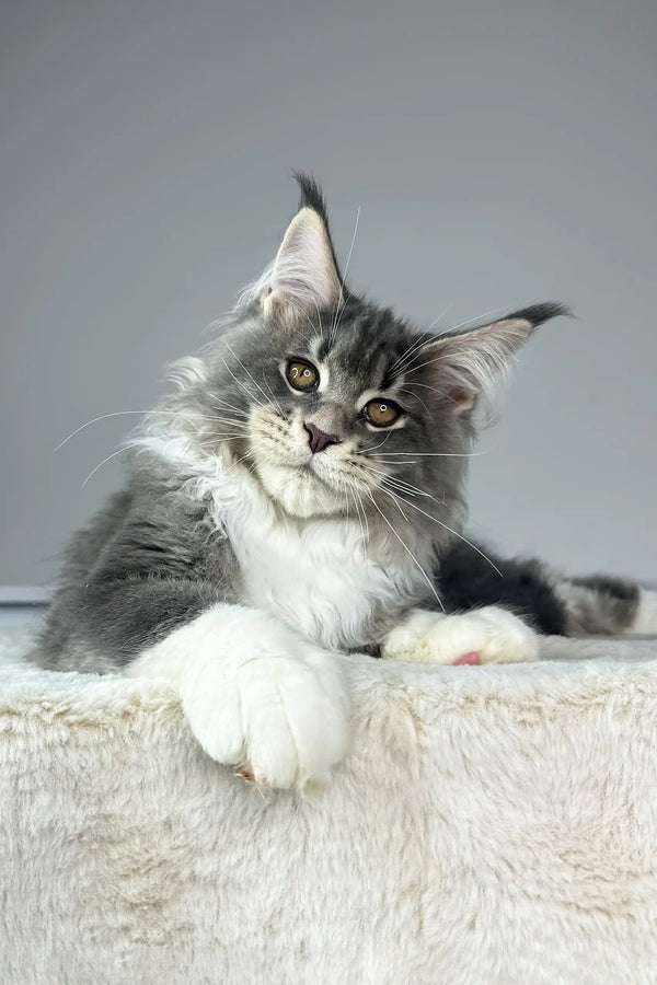 Fluffy grey and white Maine Coon kitten named Neptune with alert eyes and ear tufts