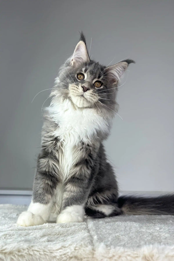 Majestic grey and white Maine Coon kitten Neptune with cute ear tufts