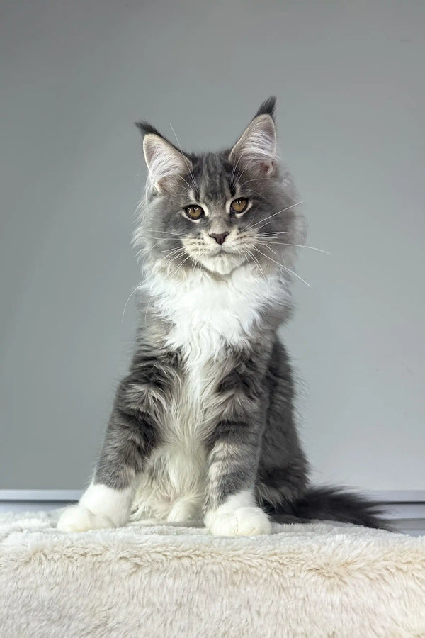Majestic grey and white Maine Coon cat sitting upright with alert ears for Neptune kitten