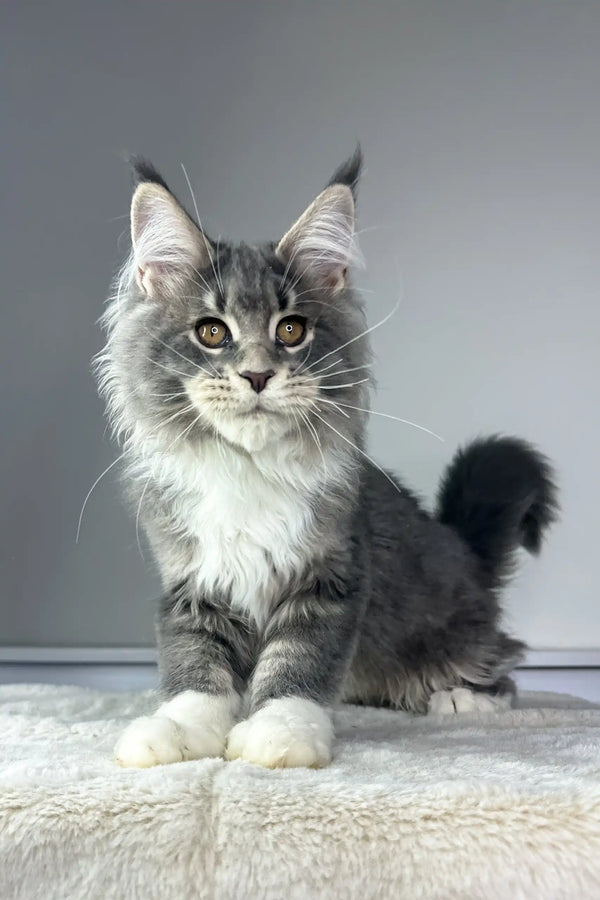 Majestic grey and white Maine Coon kitten Neptune with cute ear tufts