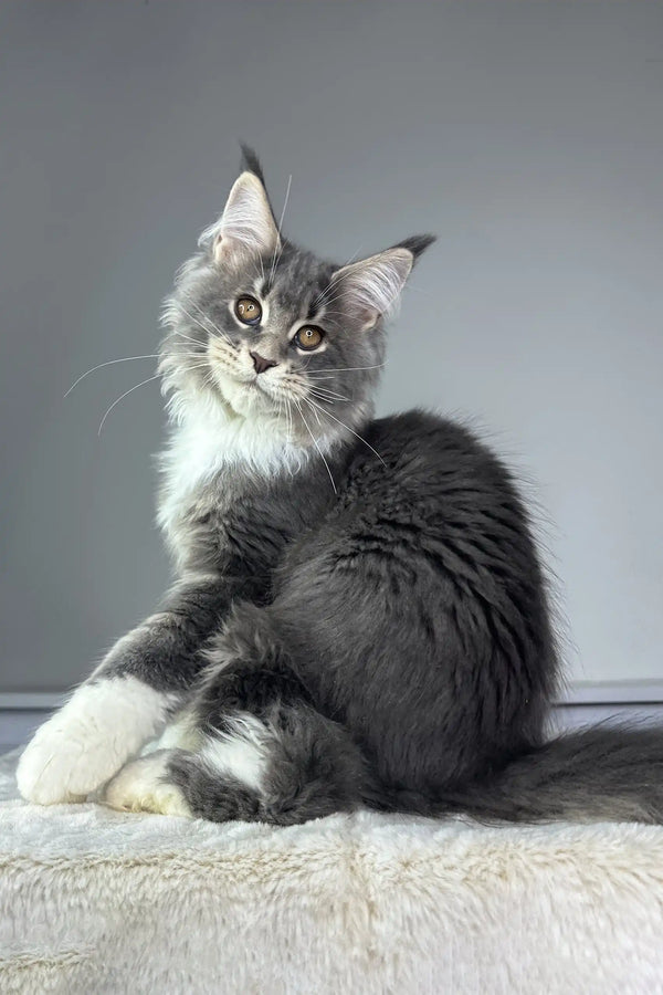 Majestic grey and white Maine Coon cat with fluffy fur and alert gaze for Neptune kitten
