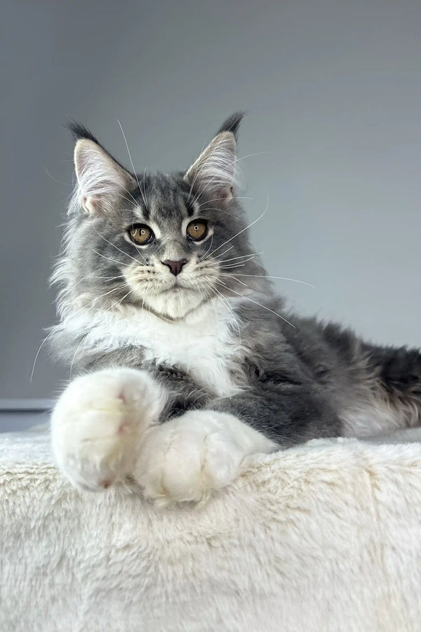Majestic grey and white Maine Coon kitten Neptune with piercing green eyes