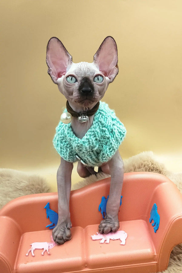 Nero | canadian sphynx kitten