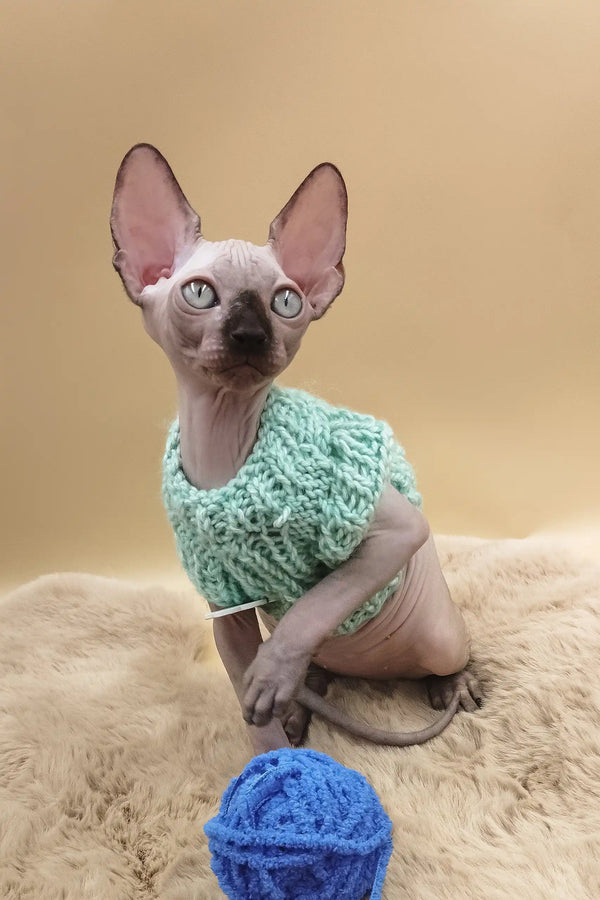 Nero | canadian sphynx kitten