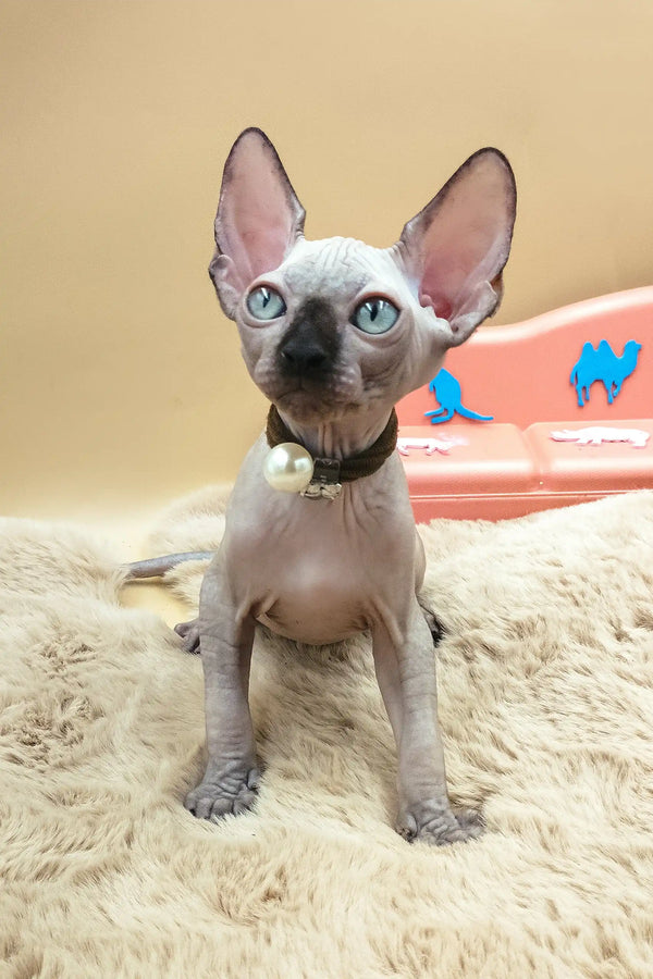 Nero | canadian sphynx kitten