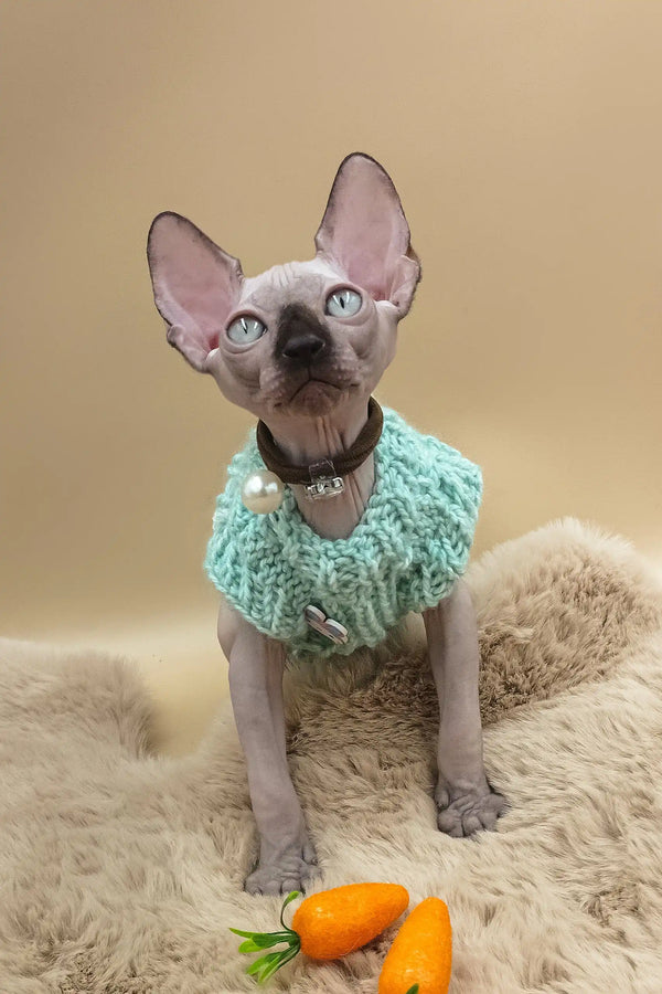 Nero | canadian sphynx kitten