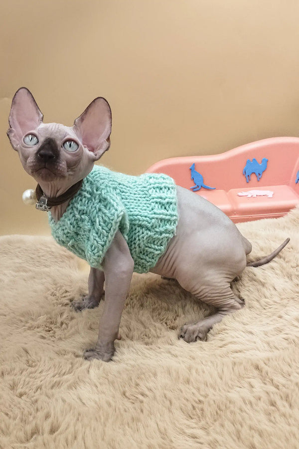 Nero | canadian sphynx kitten