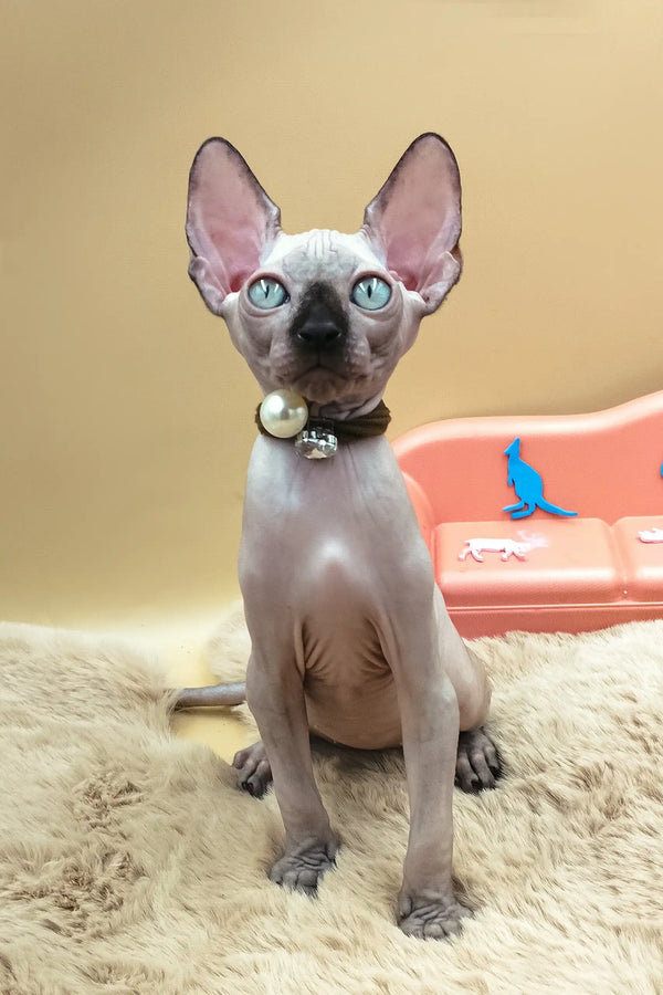 Nero | canadian sphynx kitten