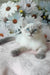 Nestor | siberian kitten