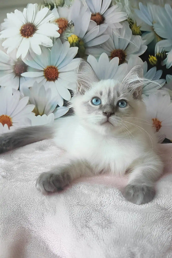 Nestor | siberian kitten