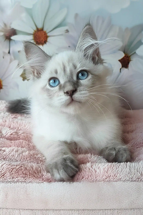 Nestor | siberian kitten