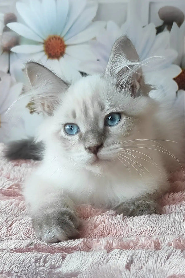 Nestor | siberian kitten