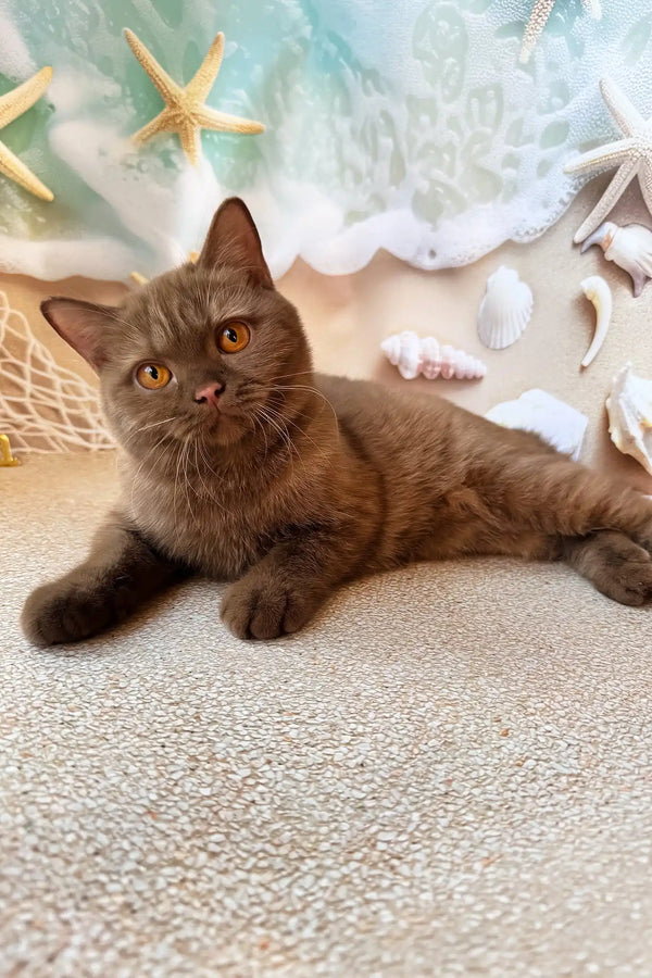 Nevada | british shorthair kitten