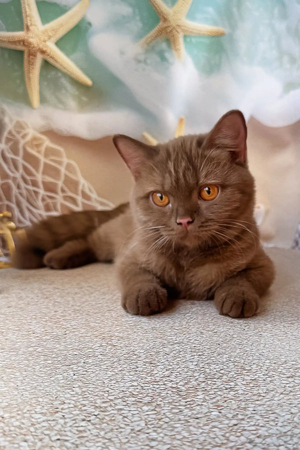 Nevada | british shorthair kitten