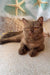 Nevada | british shorthair kitten