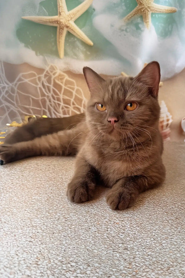 Nevada | british shorthair kitten