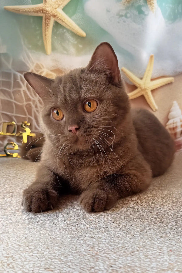 Nevada | british shorthair kitten