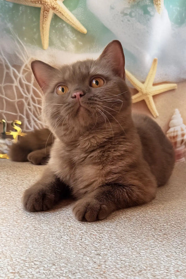 Cinnamon Brown Chocolate Kittens For Sale Near Me Chocolate