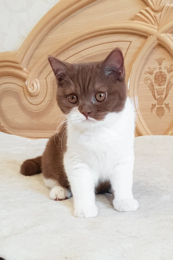 Adorable brown and white British Shorthair kitten named Newtella looking playful