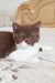 Adorable brown and white British Shorthair kitten named Newtella ready for cuddles