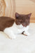 Adorable brown and white British Shorthair kitten named Newtella chilling cutely