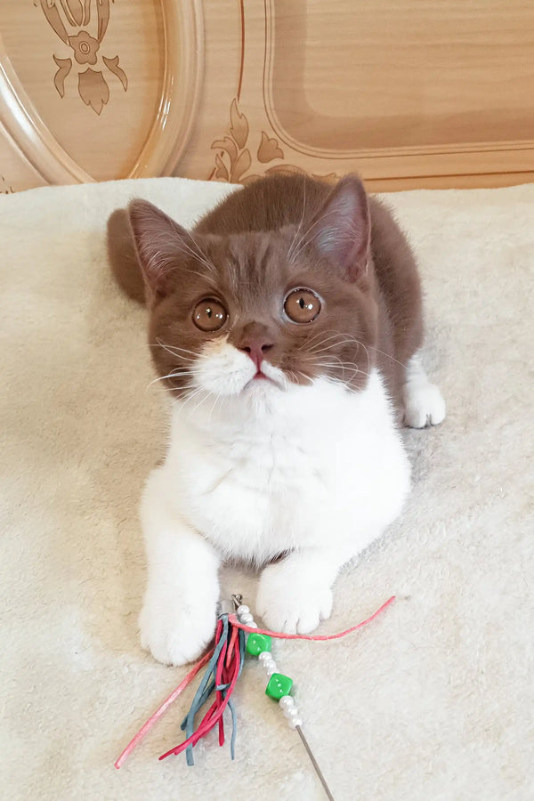 Cute brown and white British Shorthair kitten Newtella playing with a toy