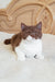 Brown and white British Shorthair kitten named Newtella looking adorable