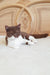 Brown and white British Shorthair kitten named Newtella looking adorable