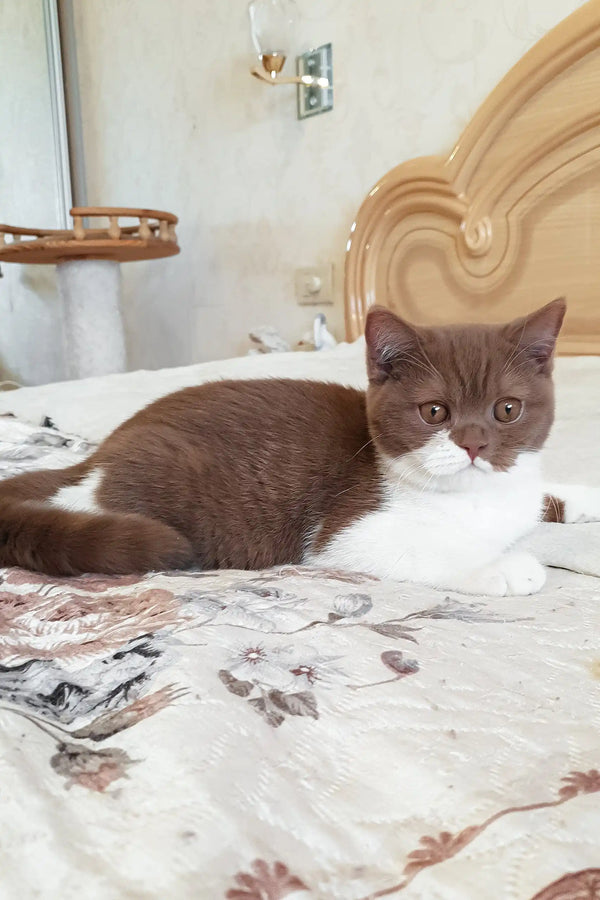 Adorable brown and white British Shorthair kitten named Newtella posing cutely