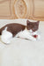 Brown and white British Shorthair kitten named Newtella having fun and playing