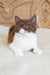 Brown and white cat in a cute pose for Newtella British Shorthair Kitten product