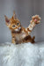 Playful Maine Coon kitten with one paw up, perfect for cozy, fluffy vibes