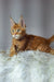 Orange tabby Maine Coon kitten with green eyes on fluffy white fur, perfect for cuddles