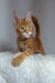 Orange tabby Maine Coon kitten with big ears and bright eyes, perfect for cuddles