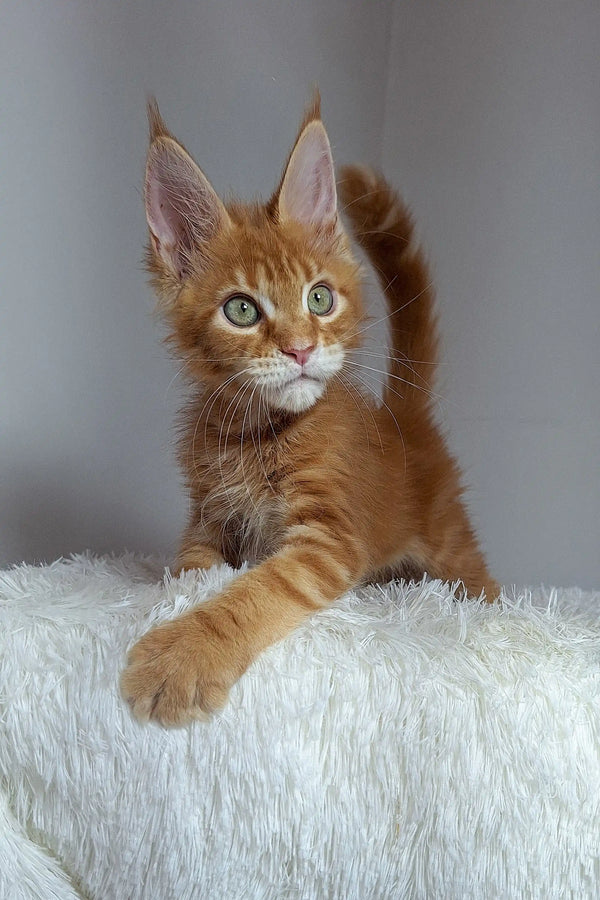 Orange tabby Maine Coon kitten with big ears and bright eyes, perfect for cuddles