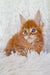 Adorable Maine Coon kitten named Newton with fluffy orange fur and bright blue eyes