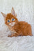 Adorable orange tabby Maine Coon kitten with bright blue eyes chilling out