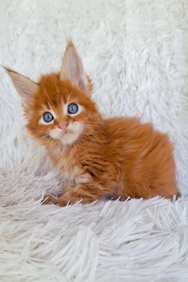 Adorable orange tabby Maine Coon kitten with bright blue eyes chilling out