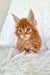 Adorable orange tabby Maine Coon kitten with fluffy fur and bright blue eyes