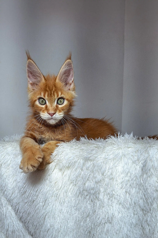 Adorable Ginger Maine Coon Kitten with Ear Tufts and Alert Expression for Sale